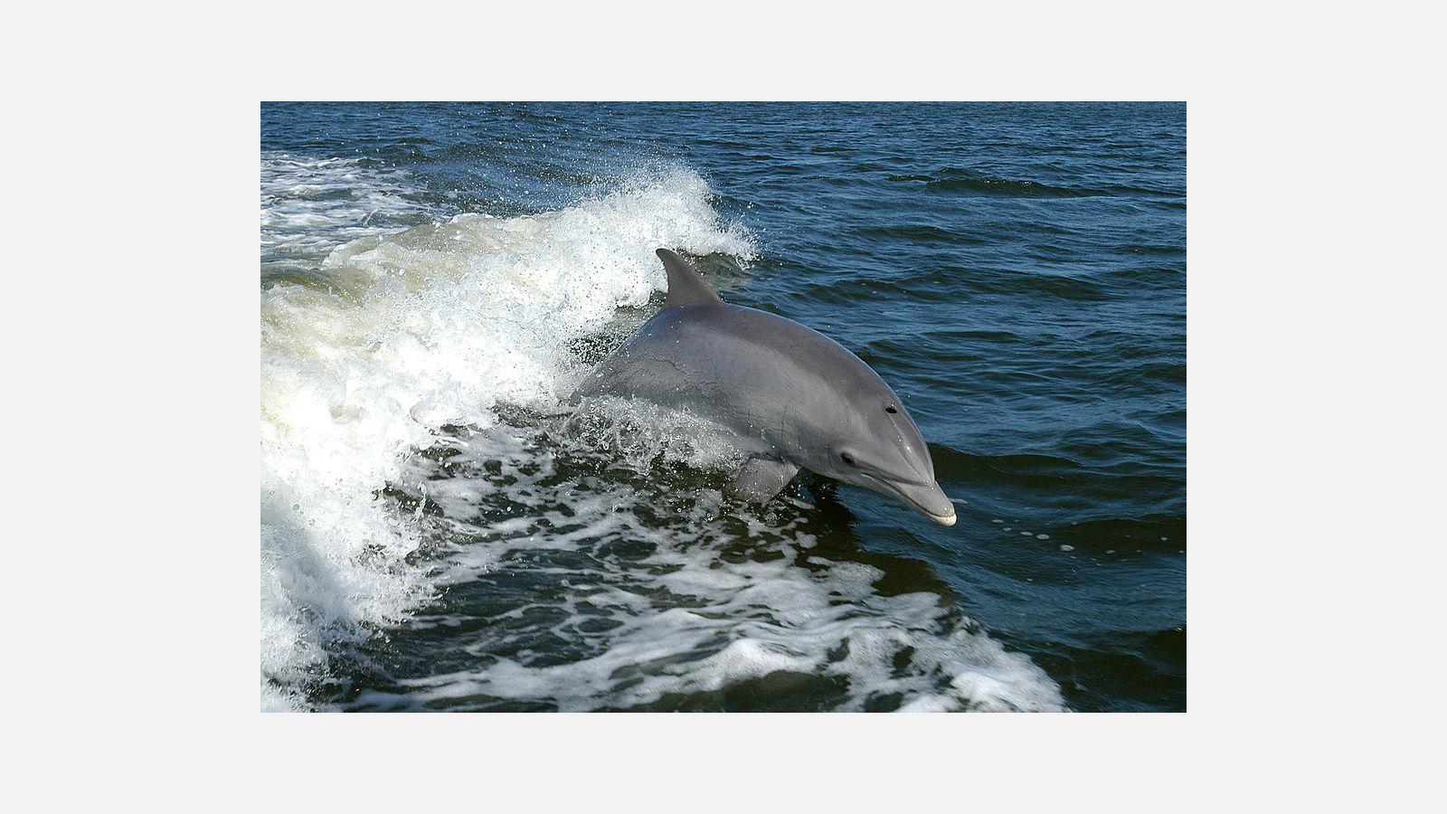 1024px-bottlenose_dolphin_ksc04pd0178.jpg